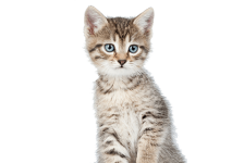 How to deal with a newborn kitten