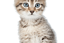 How to deal with a newborn kitten